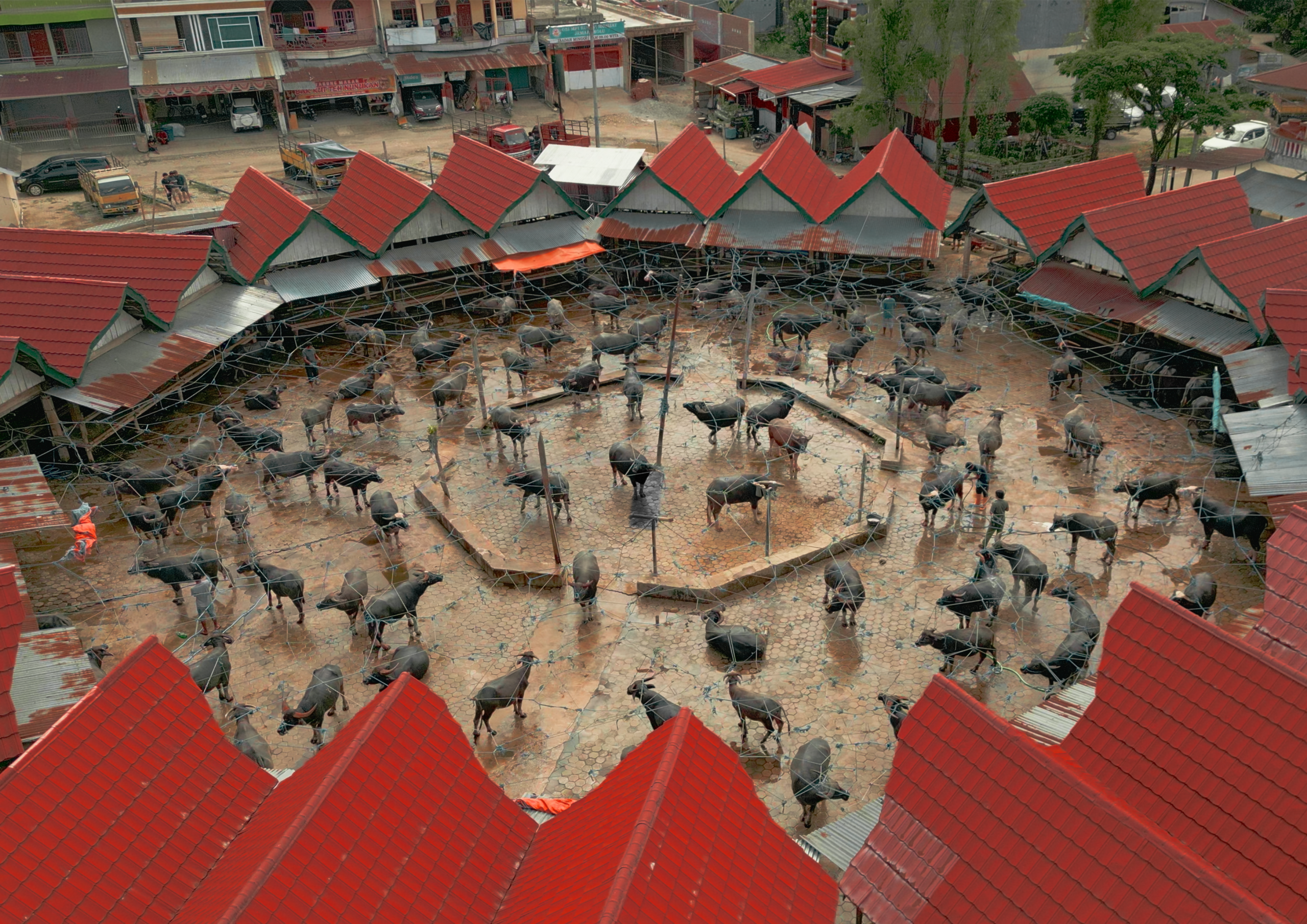 Aerial view of a circular buffalo market with red-roofed shelters, showing dozens of buffaloes standing on a wet brick floor.